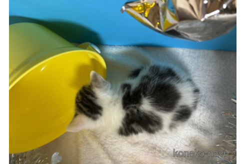 成約済の大阪府のスコティッシュフォールド-68358の4枚目